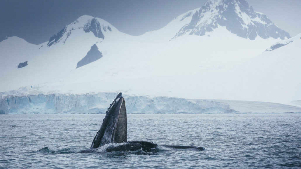 Classic Antarctic Peninsula